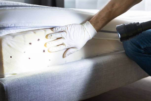 Best Spider Control Near Me  in Clementon, NJ