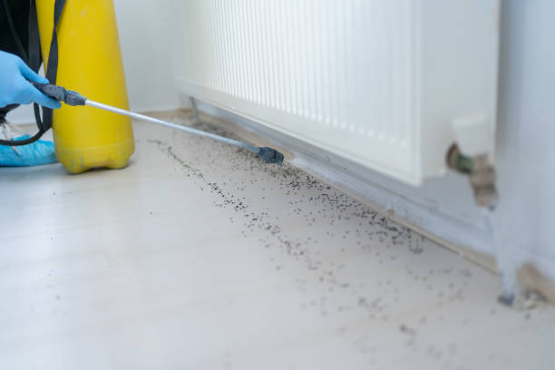 Best Wasp Removal Services  in Clementon, NJ