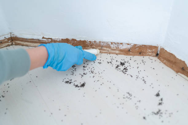 Flea Control Services in Clementon, NJ