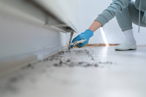 Best Bird Control  in Clementon, NJ